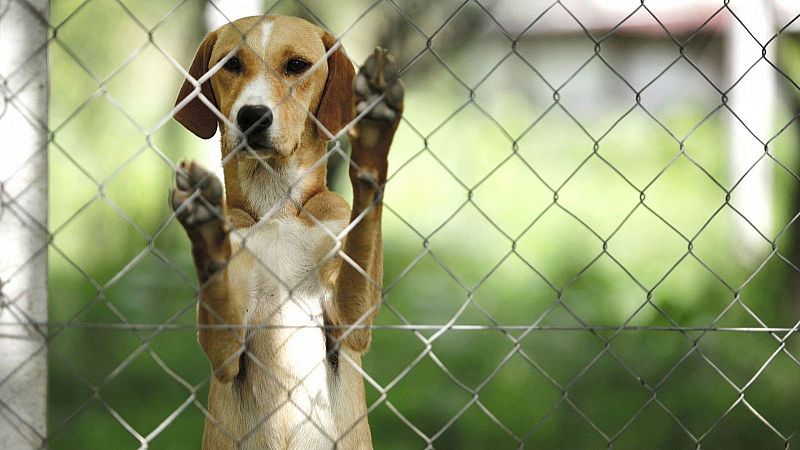 L'abandonament animal a l'estiu amb Paula Calvo - De nit | Escoltar