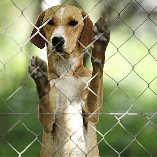 El drama de los animales domésticos abandonados