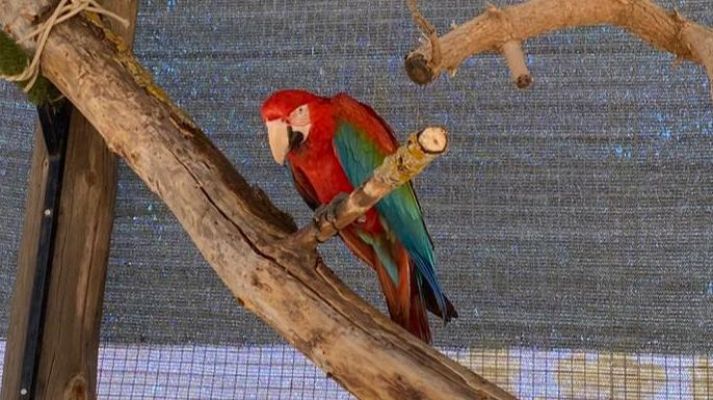 El lucrativo negocio del tráfico ilegal de animales - La Iberia verde | Escuchar