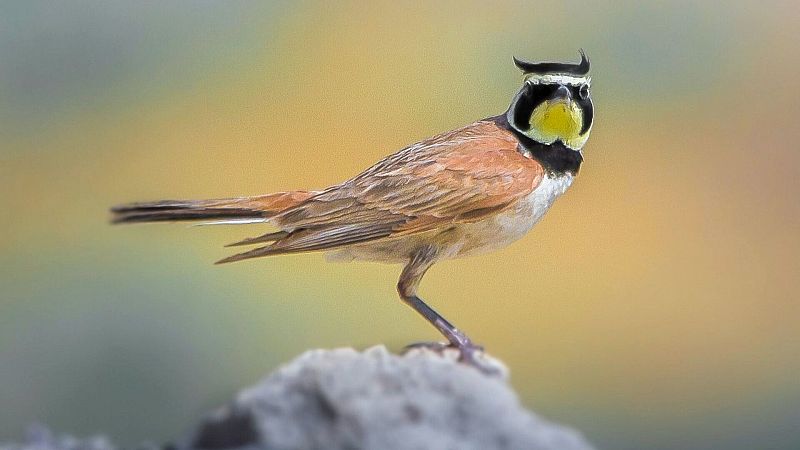 M�sicas a vuelapluma - Georgia, las voces aladas del C�ucaso - 18/07/26 - M�sicas a vuelapluma | Escuchar