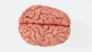 Un assaig cl�nic demostra que actuar sobre la prote�na tau alenteix la progressi� de l'Alzheimer inicial