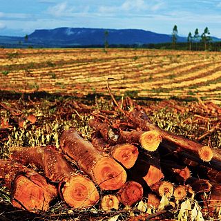 La silvicultura como respuesta ante los incendios