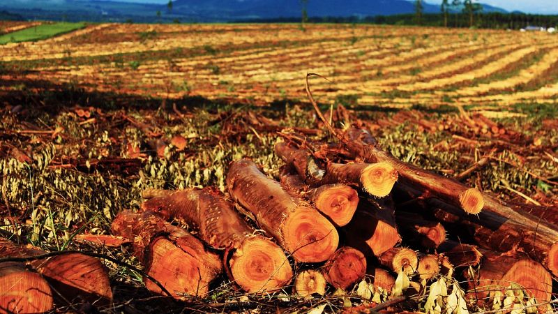 Fin de mes - La silvicultura como respuesta ante los incendios - Escuchar ahora