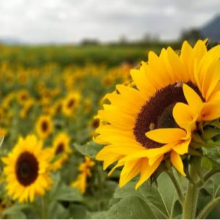 Un girasol flotante, de Antonio Carvajal