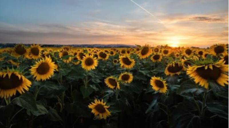 Atriles entre los árboles - Un girasol flotante, de Antonio Carvajal - 23/07/26 - Atriles entre los árboles | Escuchar