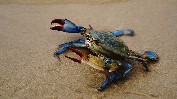 El plástico invade al cangrejo azul del Mar Menor - Españoles en la mar