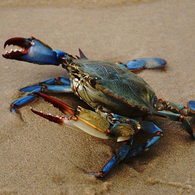 El plástico invade al cangrejo azul del Mar Menor - Españoles en la mar