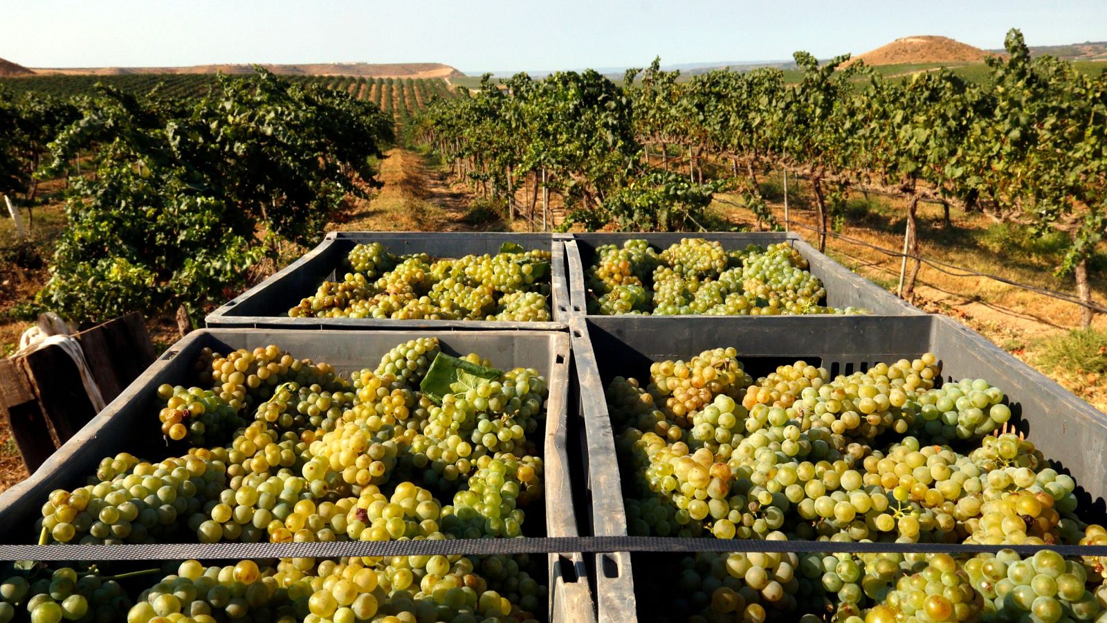 Comença la collita de raïm més primerenca per les altes temperatures