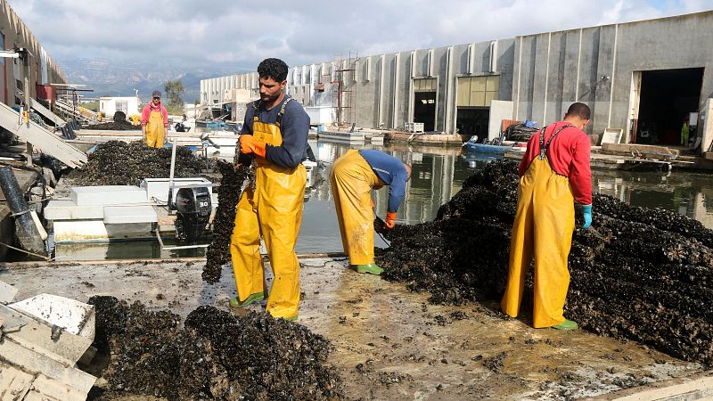 La calor posa en risc la producció de musclos al Delta de l’Ebre | Pilar Ribas
