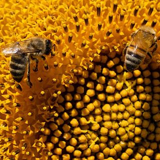 Pesticidas y cambio climático: el reto de las abejas del altiplano peruano