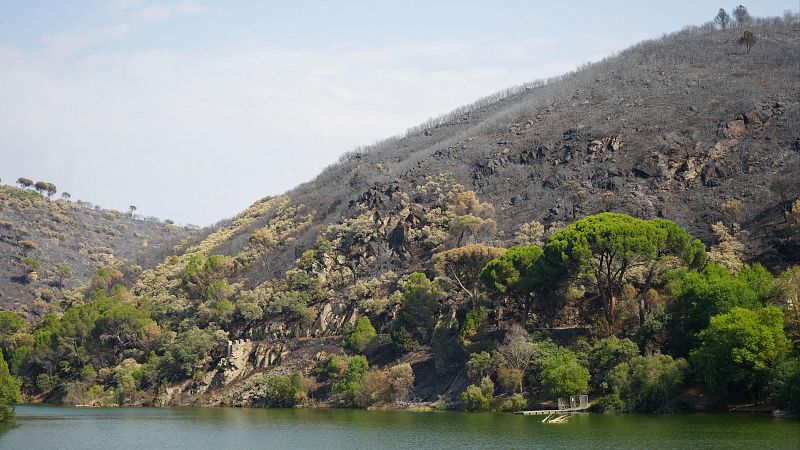 "Hay que ver una política forestal del futuro y no del pasado" - Las mañanas de RNE | Escuchar