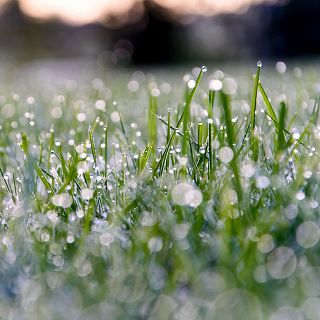 Simone Weil, la lluvia y las semillas