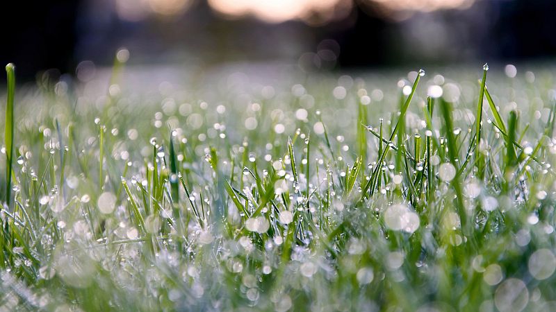 Atriles entre los �rboles - Simone Weil, la lluvia y las semillas - 30/07/26 - Atriles entre los �rboles | Escuchar