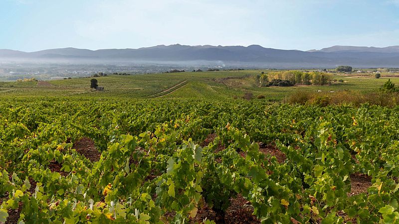 Marca España - Pioneros en la revolución de los vinos de El Bierzo  - 31/07/2026 - Marca España