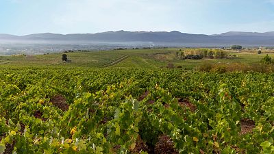 Pioneros en la revolución de los vinos de El Bierzo