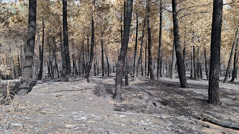 El incendio de La Mierla, en Guadalajara, queda controlado después de casi veinte días - Castilla-La Mancha Informativos | Escuchar