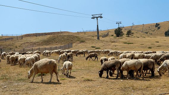 La Molina aprofita la transhum�ncia de les ovelles per millorar les pistes d'esqu�