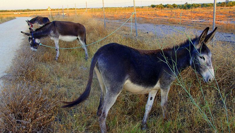 Mundo rural - Importancia del burro en el mundo rural - 05/08/26 - Escuchar ahora