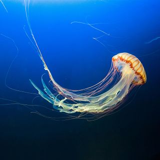 Una app para conocer la evoluci�n de las medusas en tiempo real