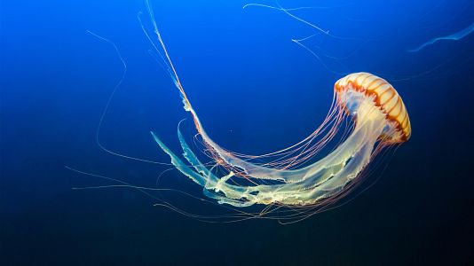 Una app para conocer la evolución de las medusas en tiempo real
