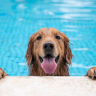 El cuidado del calor en nuestros animales dom�sticos