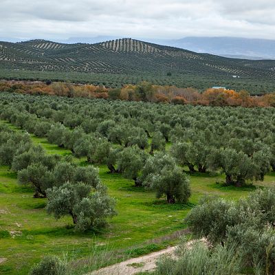 Marca España - Premio Internacional de Investigación Oleícola ‘Luis Vañó’ - 06/08/2026 - Marca España
