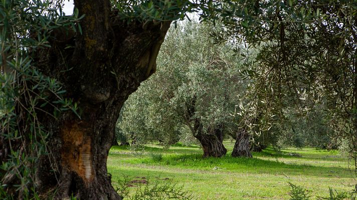 Aceite de oliva, lo mediterráneo más allá de lo geográfico