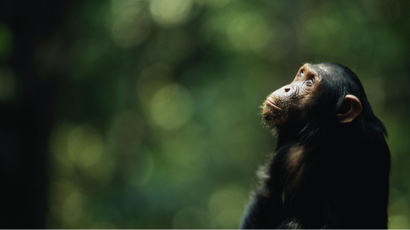 Com reaccionaran els animals davant l’eclipsi? - Estiu XL | Escoltar