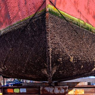 La amenaza de 'bioinvasión' que aguarda en la flota de Ormuz