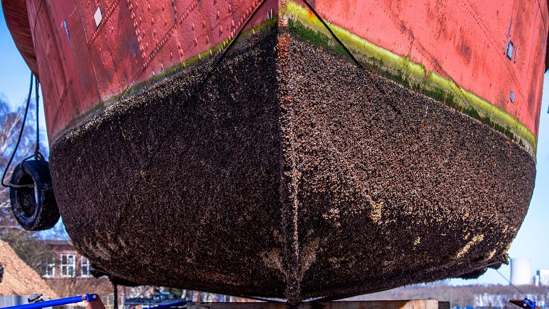 La amenaza de 'bioinvasión' que aguarda en la flota de Ormuz - Españoles en la mar | Escuchar