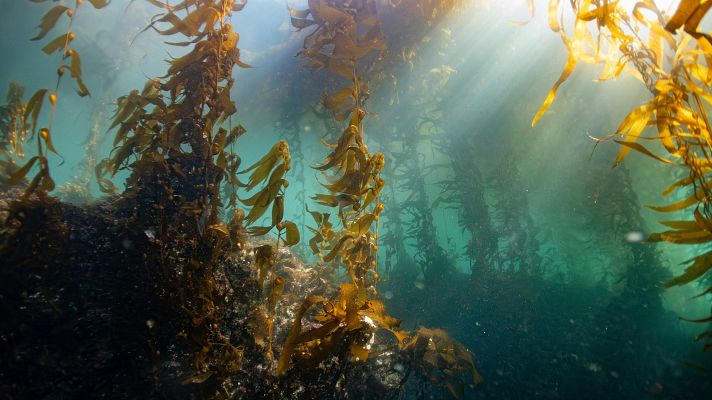 Bosques de 'kelp', ecosistemas en riesgo de extinción