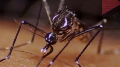 Mosquitos a raya: la guía para un verano tranquilo