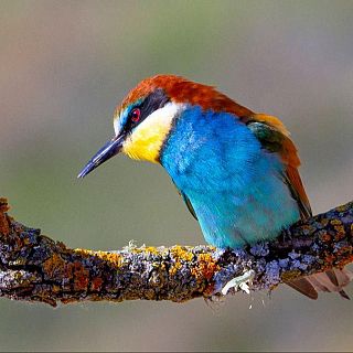 Avistamiento de aves y extinción de incendios