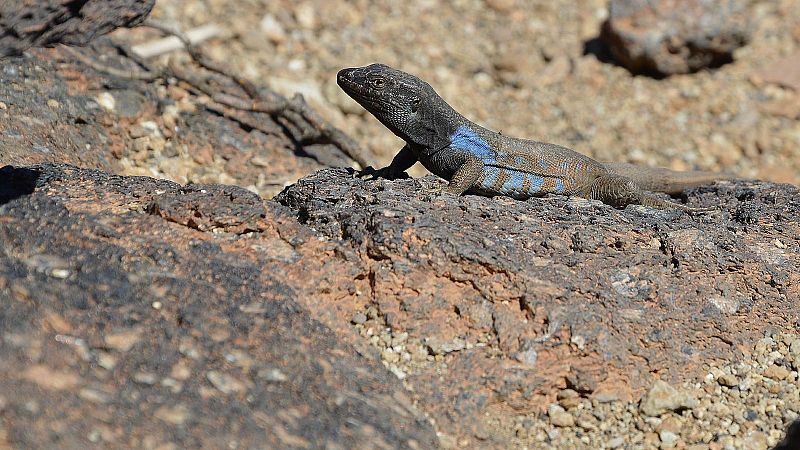 Comederos artificiales, la amenaza de la biodiversidad canaria