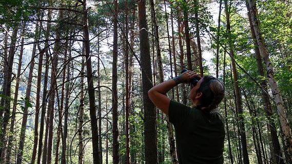 Un 10% dels arbres dels boscos catalans han perdut bona part de les fulles superiors