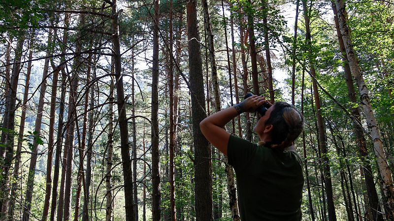 Un 10% dels arbres dels boscos catalans han perdut bona part de les fulles superiors