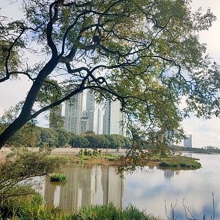 Ciudades para humanos y otras floras y faunas