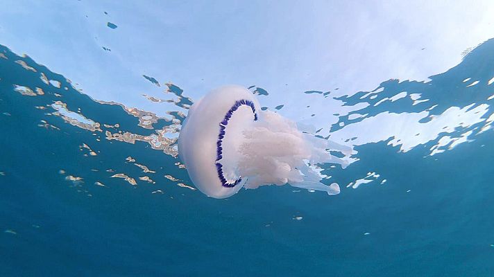Medusas, luces y sombras de su papel en el mar - Españoles en la mar