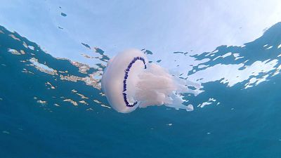 Medusas, luces y sombras de su papel en el mar