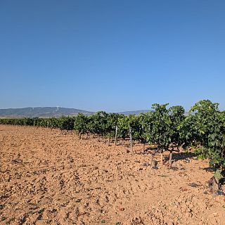 Logroño - Vendimia temprana en La Rioja