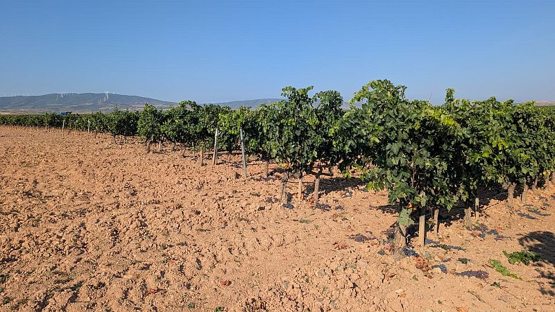 Reportajes Emisoras - Logroño - Vendimia temprana en La Rioja - 20/08/26 - Escuchar ahora