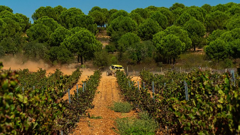 Mundo rural - Ayudas al sector vitivinícola madrileño afectado por los incendios - 21/08/26 - Escuchar ahora