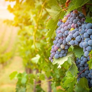 Iniciativas para recuperar vi�edos en la provincia de Teruel