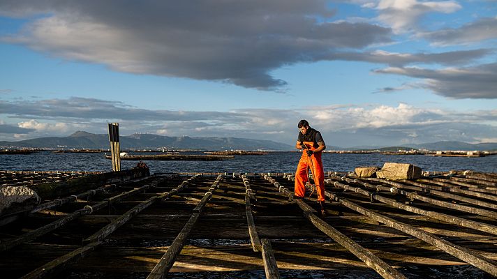 El oficio familiar que mantiene vivo el mejillón gallego - Españoles en la mar