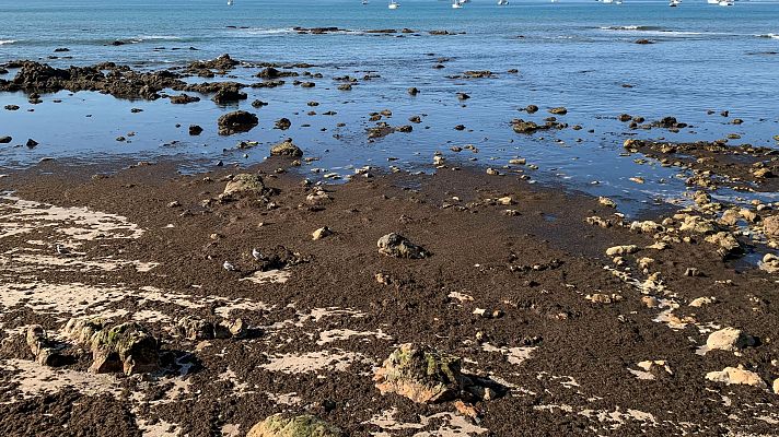El alga asiática invasora llega a Euskadi