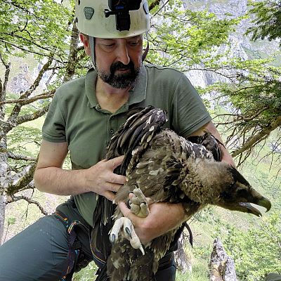 El quebrantahuesos se hace fuerte en Picos de Europa, donde suma 50 ejemplares - Cantabria Informativos