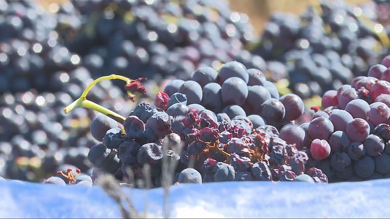 La pedregada castiga la fruita dolça al Segrià i la Noguera | Pepa Sangenís