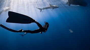 Taurons, meduses i un estiu de canvis al Mediterrani