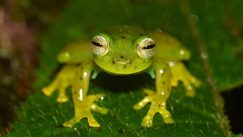 Científicos de España y Colombia tras los anfibios de La Planada