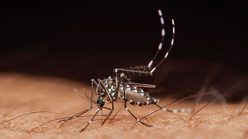 El mat� de R�dio 4 - Edici� Estiu - Europa alerta de l'augment de malalties transmeses per mosquits - El mat� de R�dio 4 | Escoltar